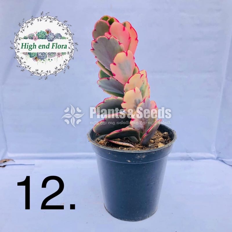Cactus and Succulent Pots