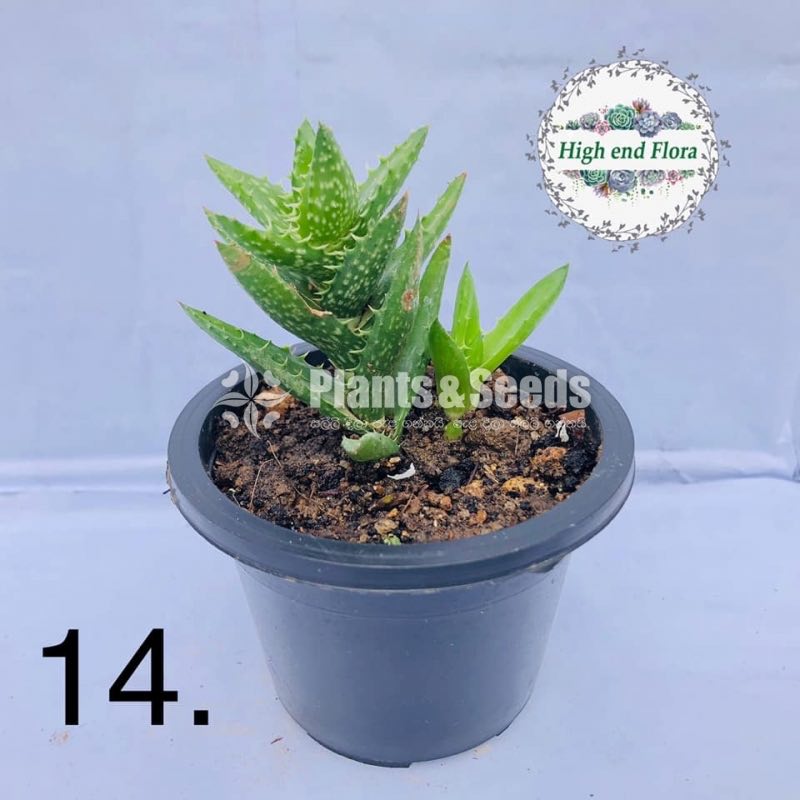 Cactus and Succulent Pots