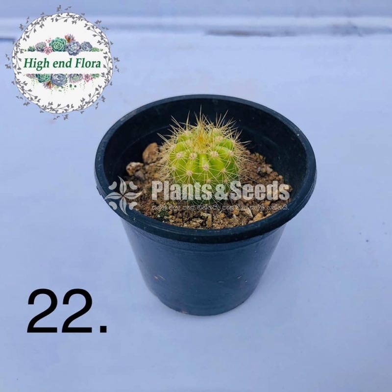 Cactus and Succulent Pots
