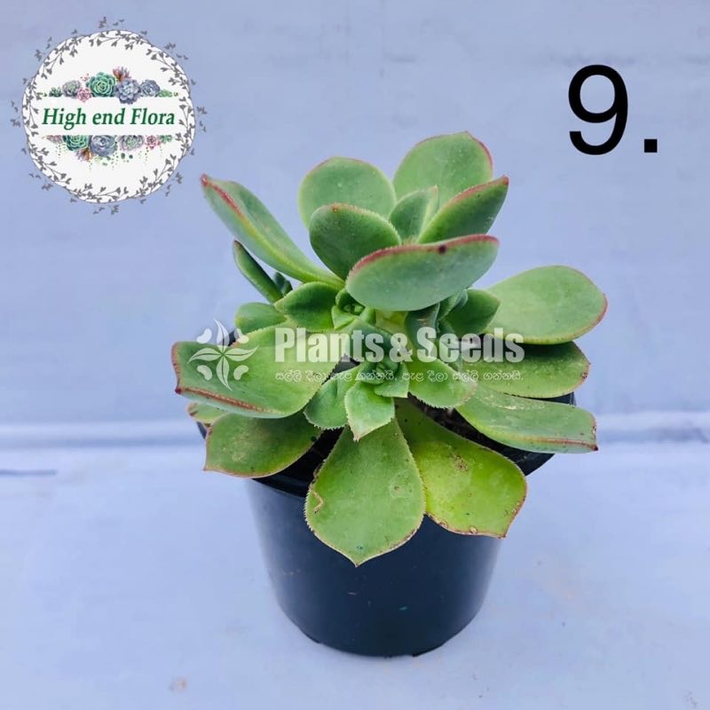 Cactus and Succulent Pots