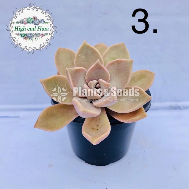 Cactus and Succulent Pots