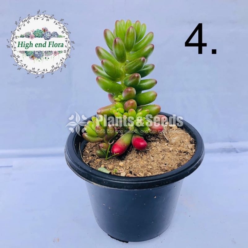 Cactus and Succulent Pots