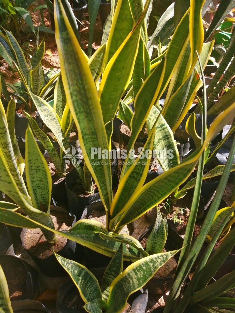 Sensiveria (Snake Plant)