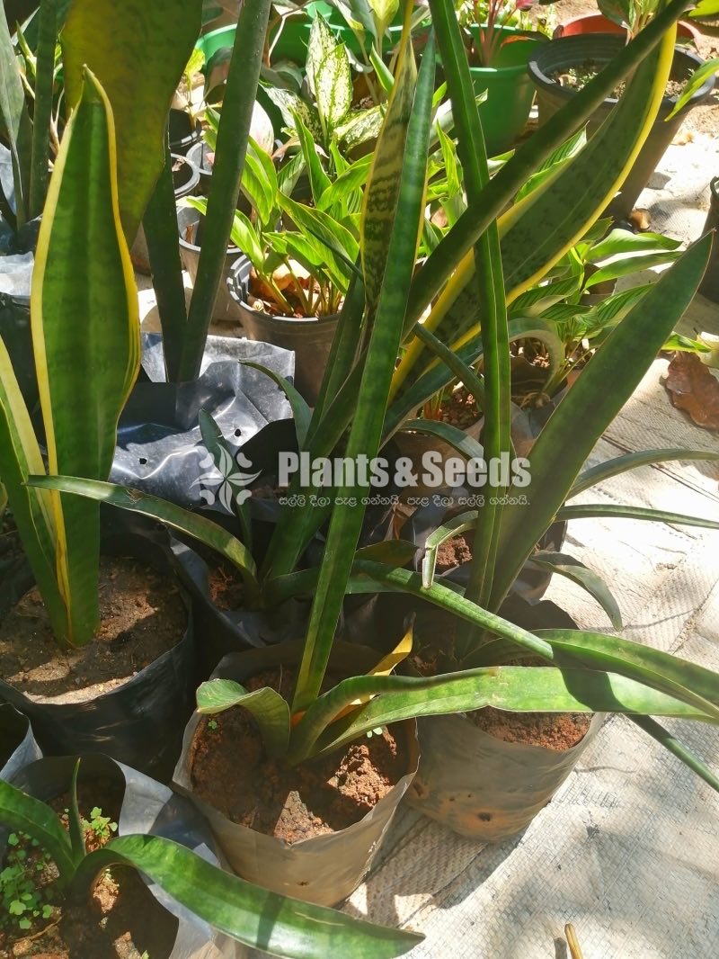 Sensiveria (Snake Plant)