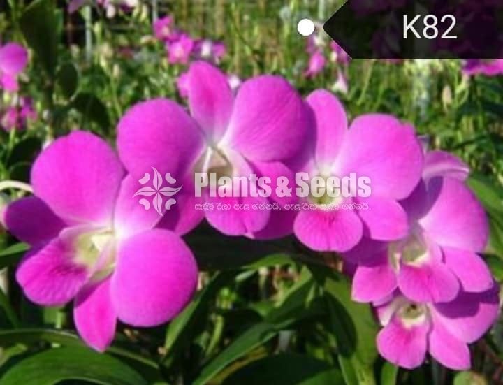 Dendrobium Orchid tissue culture plants