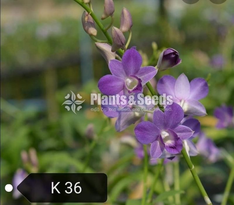 Dendrobium Orchid tissue culture plants