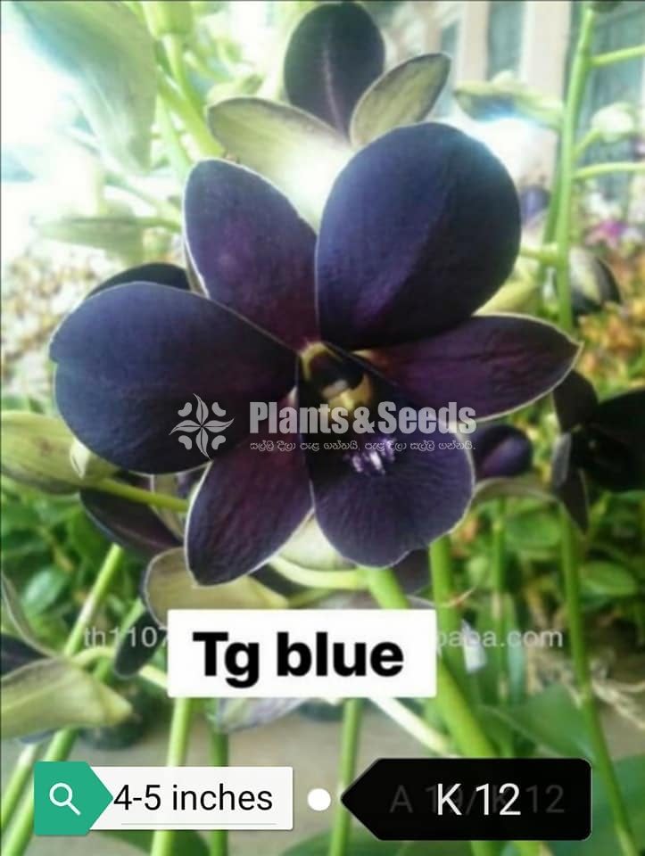 Dendrobium Orchid tissue culture plants