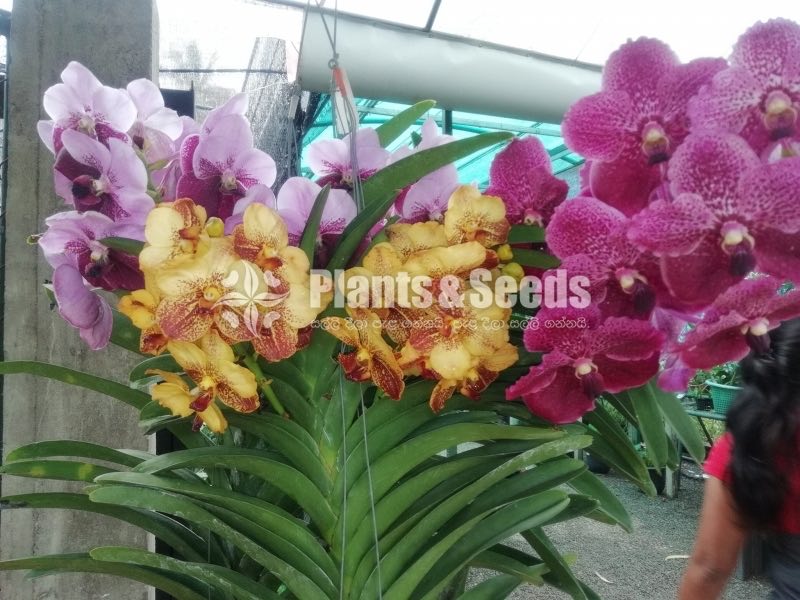 Vanda Orchids