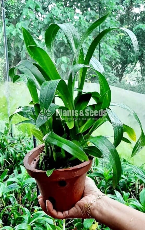 Oncidium and Catliya