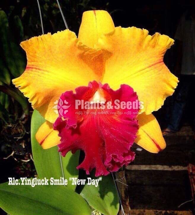 Oncidium and Catliya