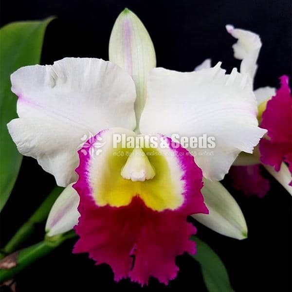 Oncidium and Catliya