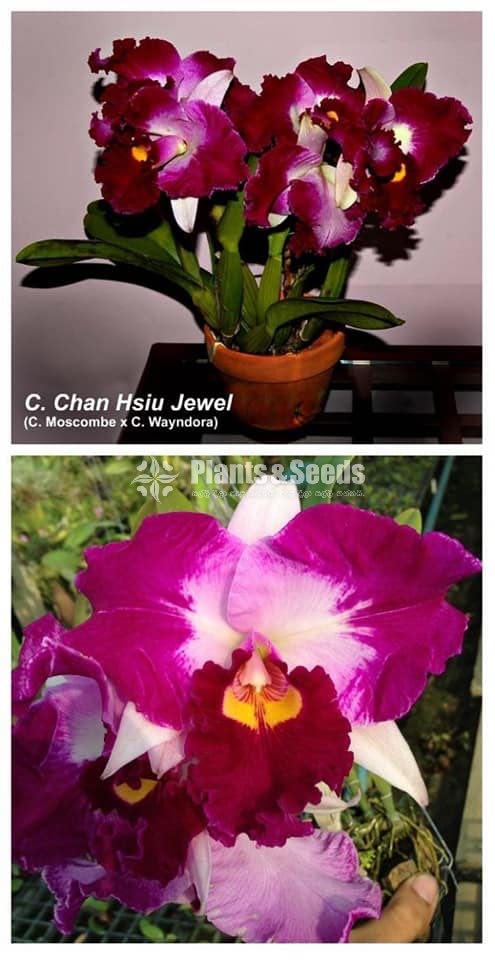 Oncidium and Catliya