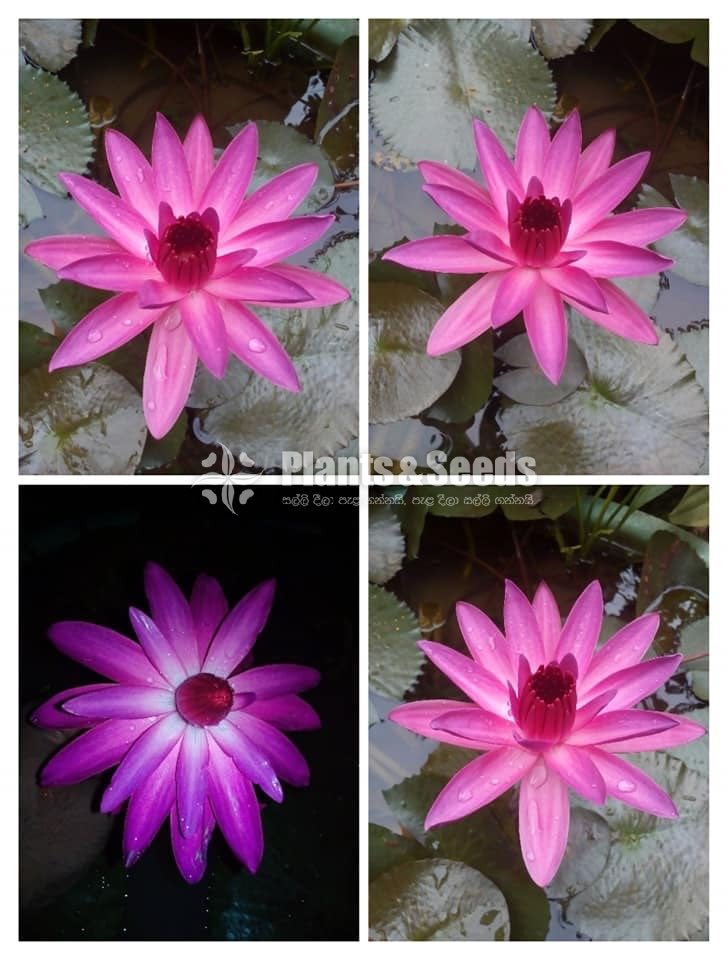 Bankok Olu Pink and White