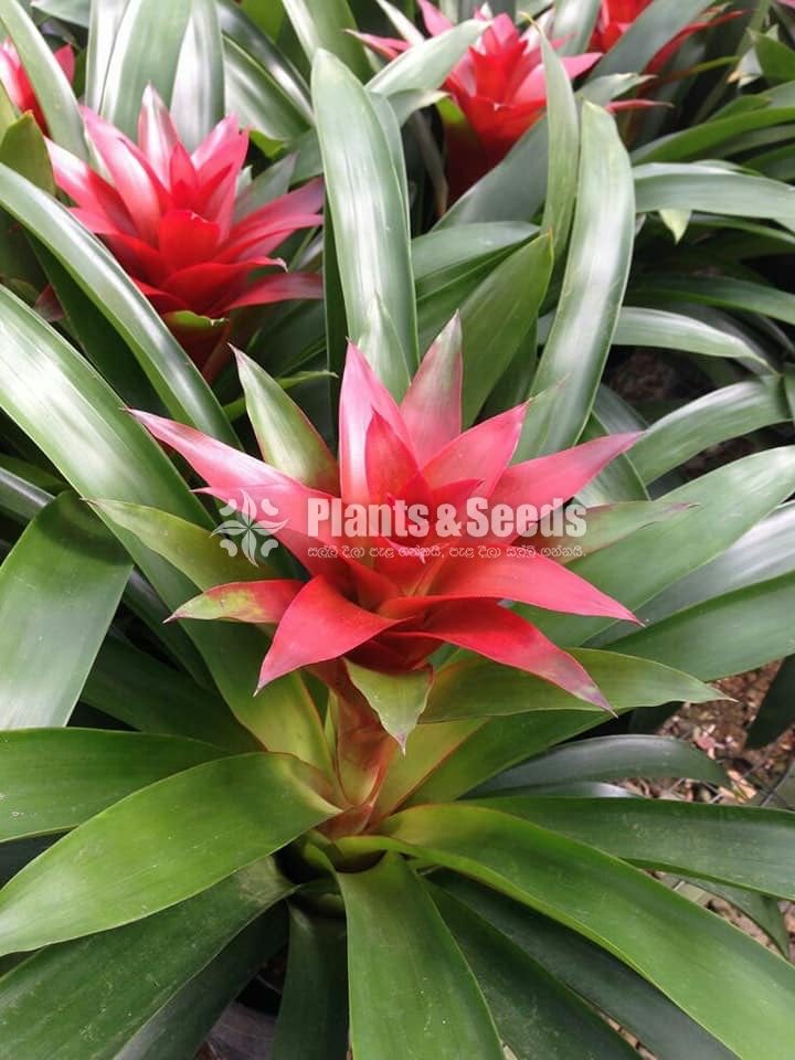 Bromley plants (බ්රෝමෙලි )