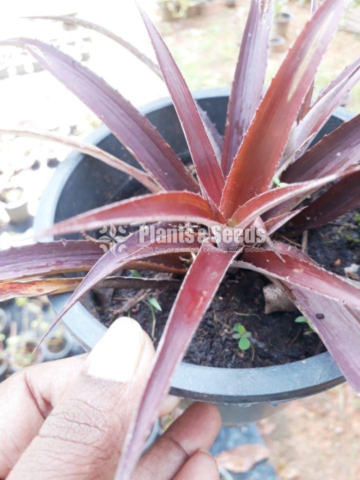Bromley plants (බ්රෝමෙලි )