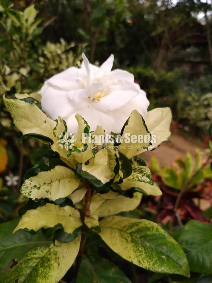 Gardenia
