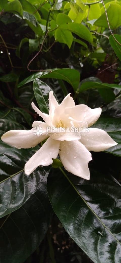 Gardenia