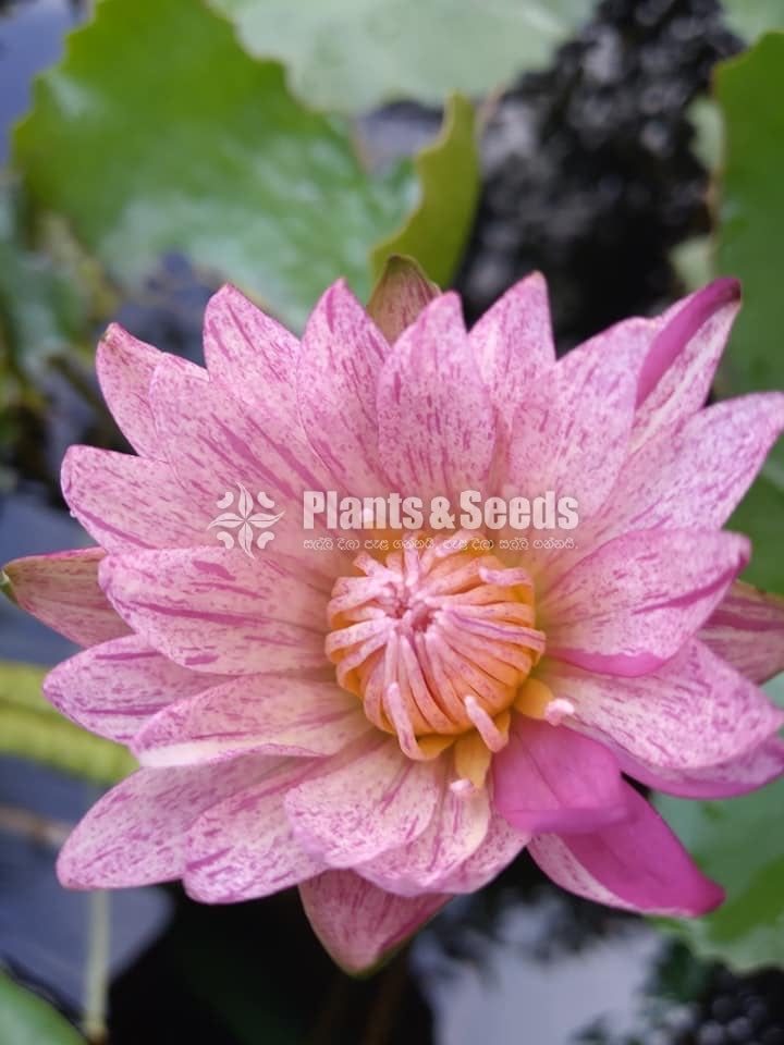 Fancy Pink,Fire Opel,Kwang Orange,Ubol,White peony