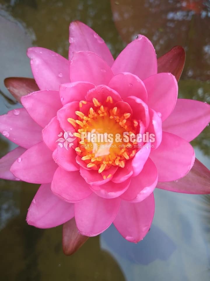 Fancy Pink,Fire Opel,Kwang Orange,Ubol,White peony