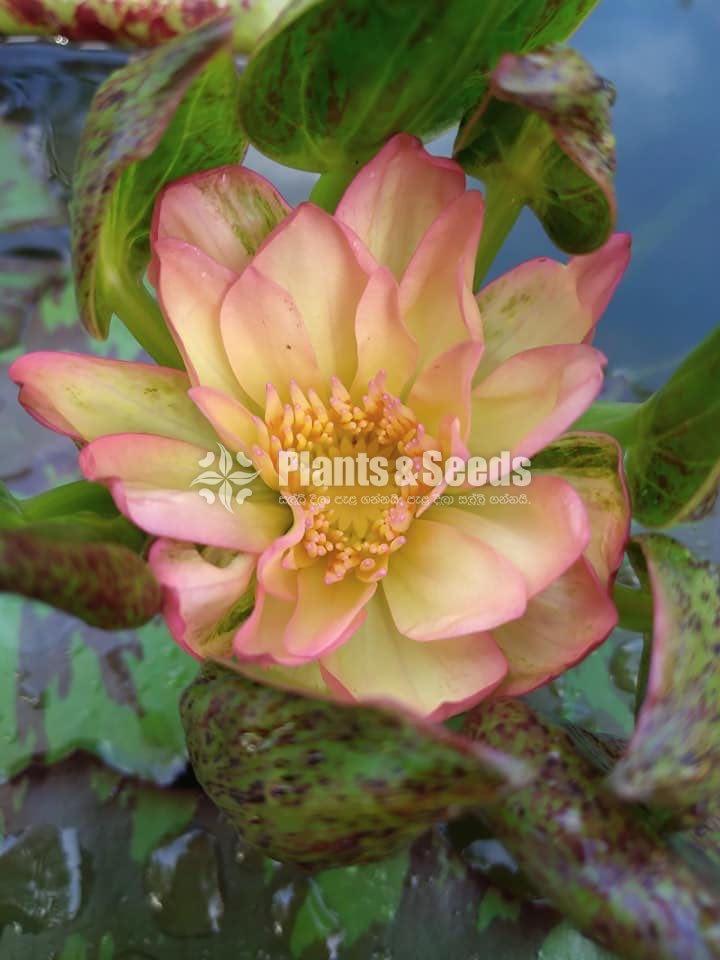 Fancy Pink,Fire Opel,Kwang Orange,Ubol,White peony