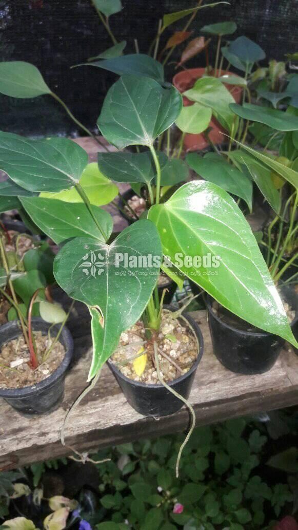 Saso and Rapido Anthurium