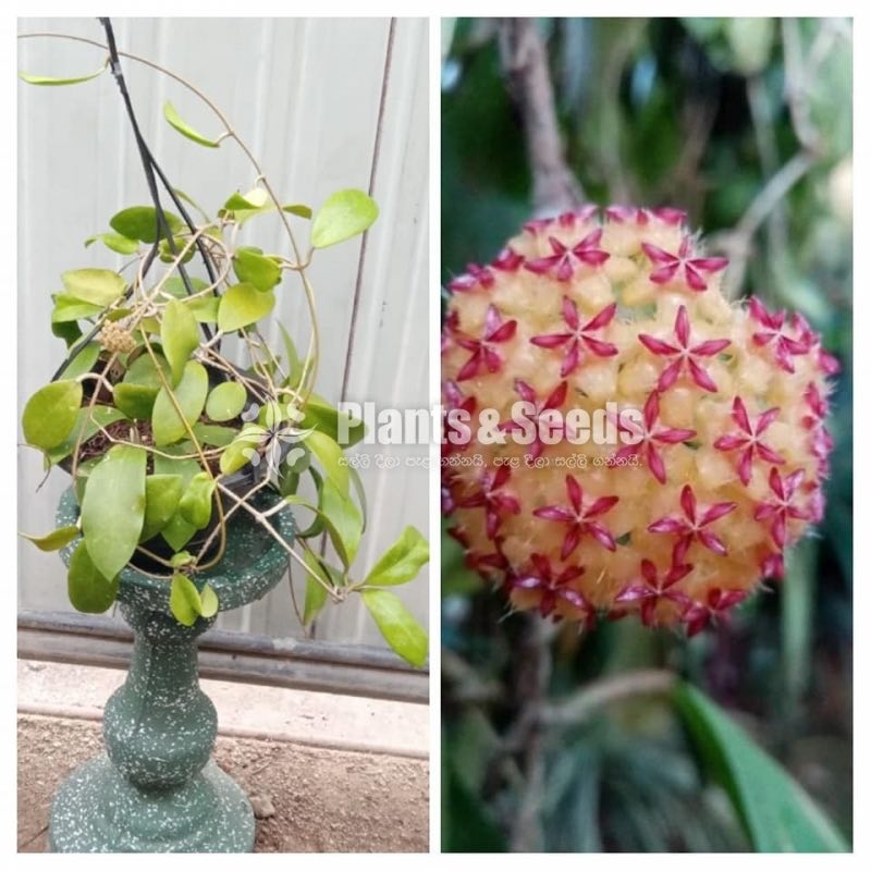 Hoya Mother Plants
