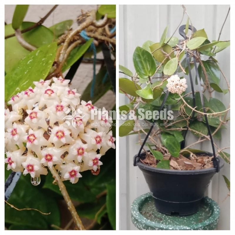 Hoya Mother Plants