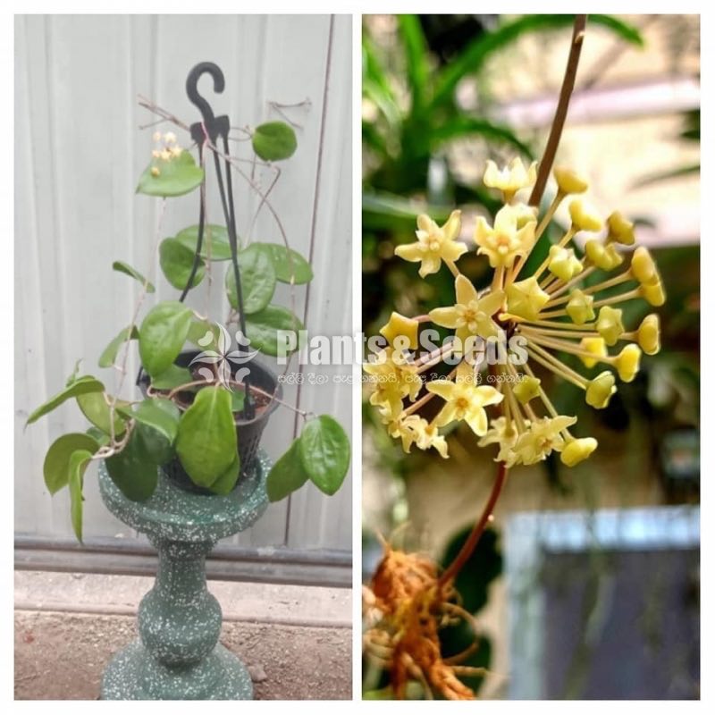 Hoya Mother Plants