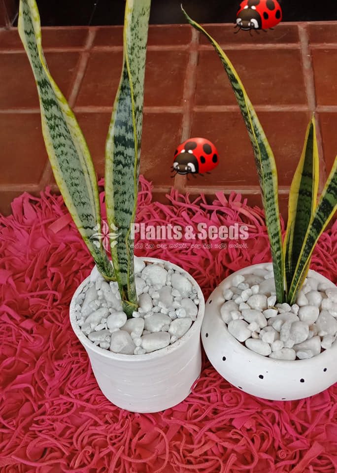 Sensiveria (Snake Plant) with Pot