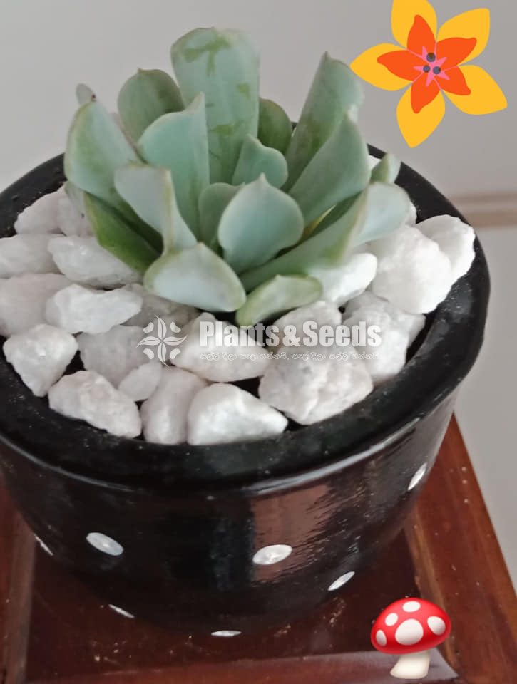 Succulent plant with Pot