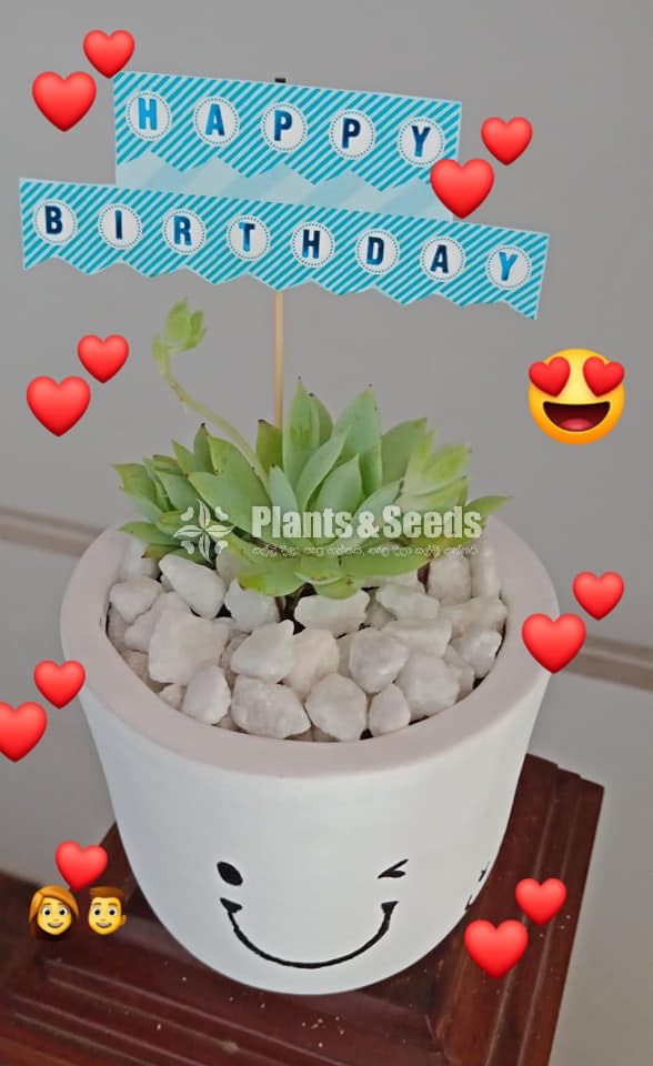 Succulent plant with Pot