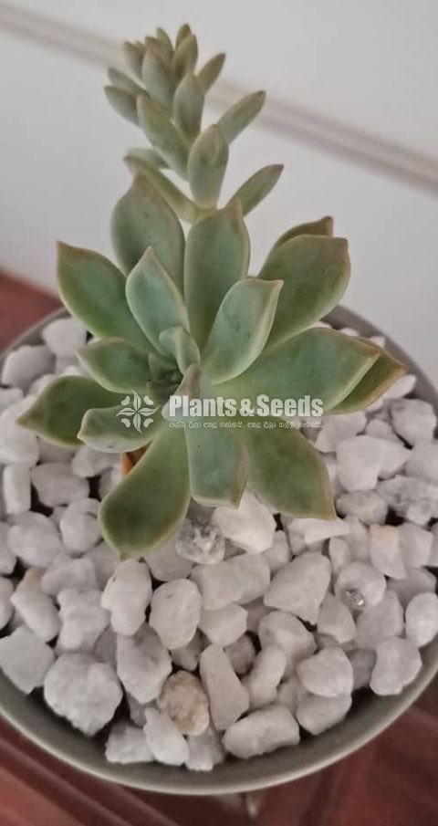 Succulent plant with Pot