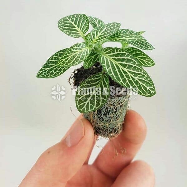 Fittonias Indoor Plants