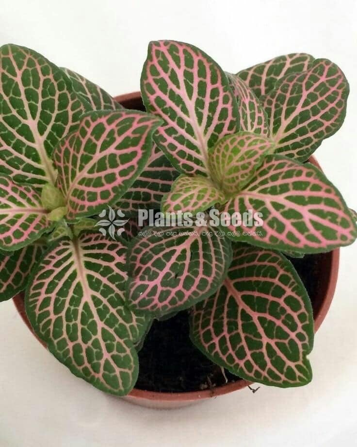 Fittonias Indoor Plants