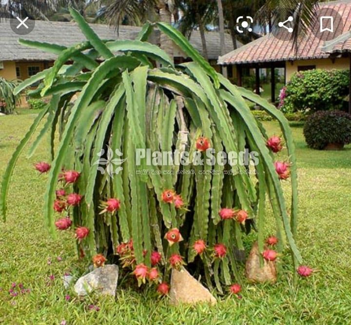 Draggon Fruit