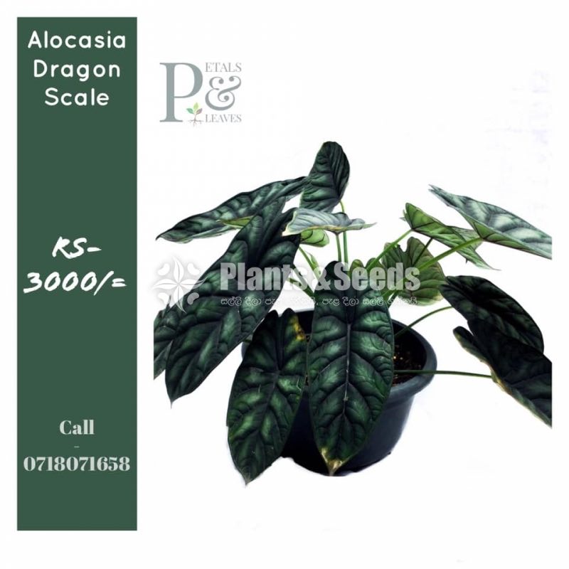 Alocasia Baginda Dragon Scale -Outdoor Plant