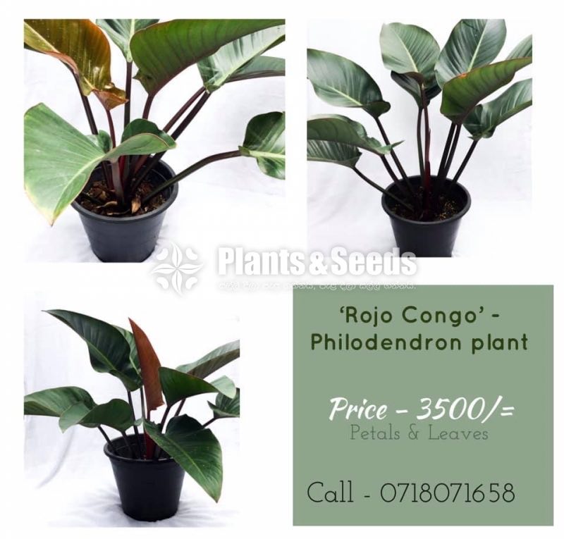 Congo Rojo Philodendron-Rubber Plant