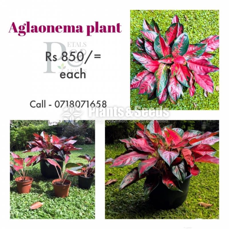 Red Anglonima
