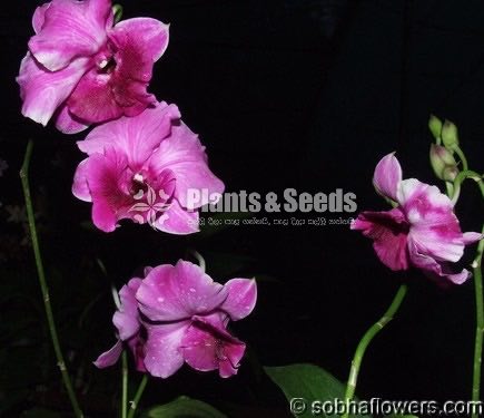 Dendrobium seedling size Plants