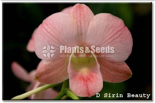 Dendrobium seedling size Plants