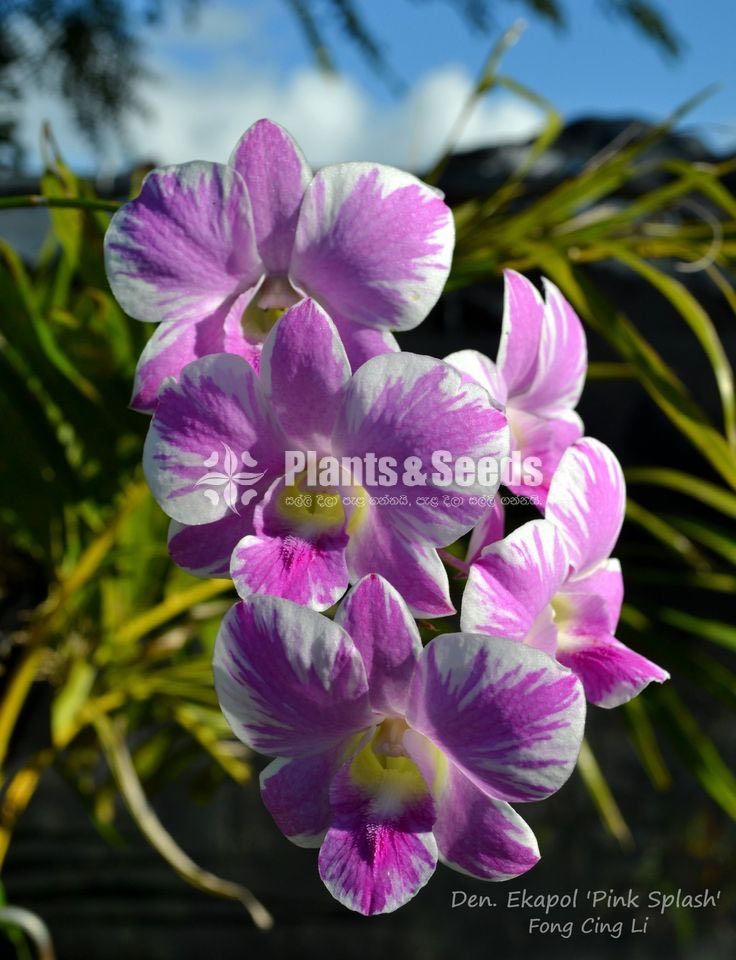 Dendrobium seedling size Plants