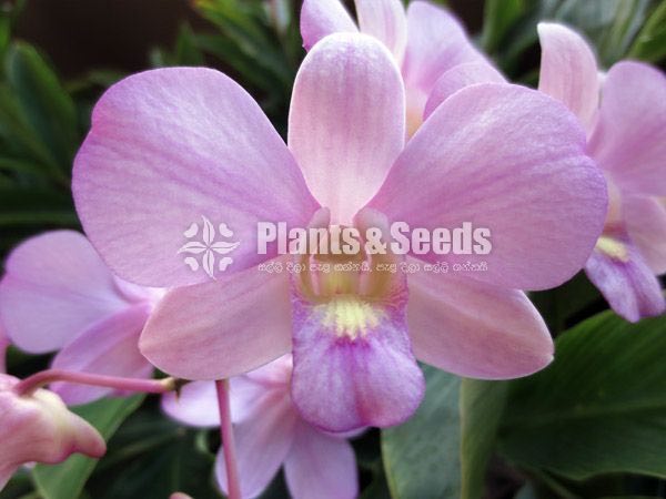 Dendrobium seedling size Plants