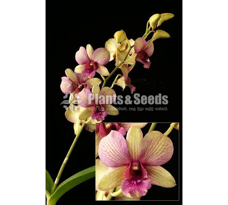 Dendrobium seedling size Plants