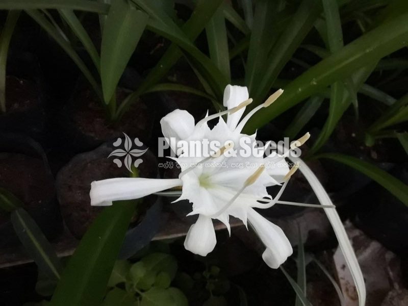 Peace Lilly (White Lilly )