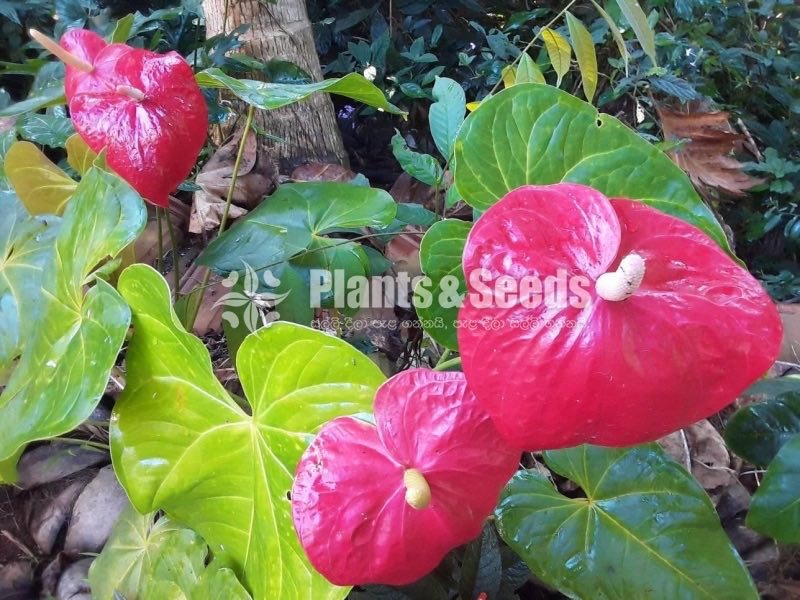 Anthurium Collection