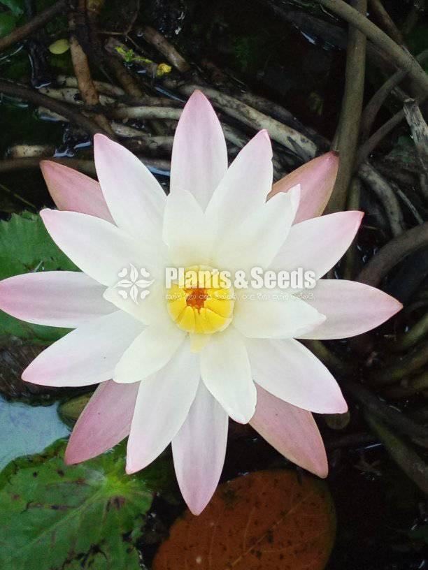 White pink mixed olu