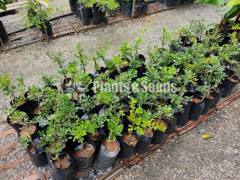 Wood apple Plants