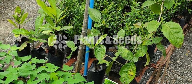 Beli Fruitplants ( බද්ද බෙලි  පැල )