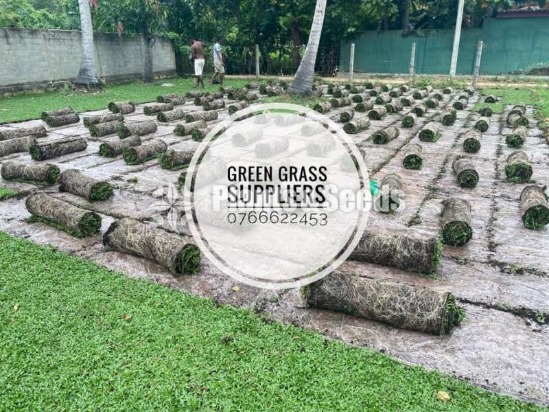 Malaysian Grass