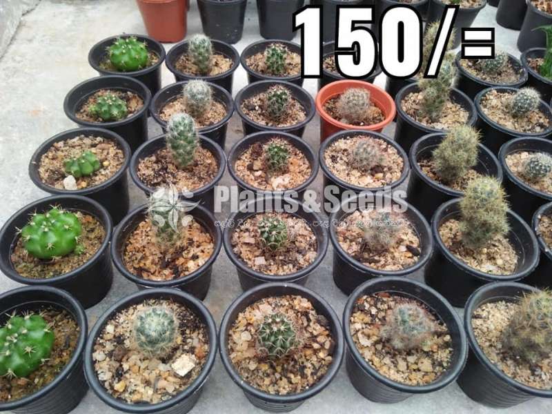 Cactus Collection